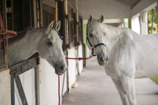 Half Moon (Jamaika)